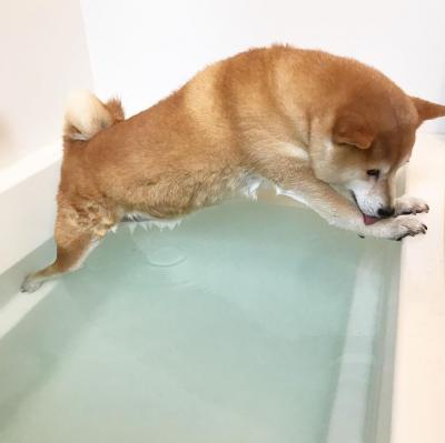 狗狗一個月洗一次可以嗎？主要看狗狗的體味和主人的容忍度
