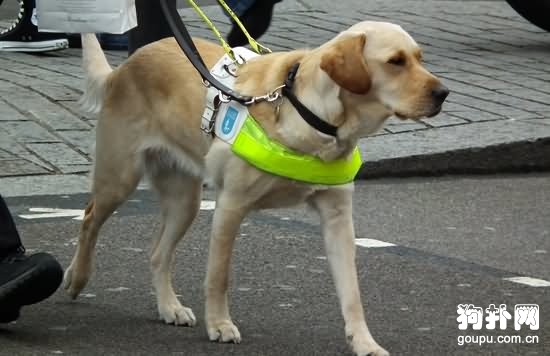 如何訓練幼犬乖乖戴牽引帶去散步？