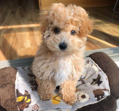泰迪犬毛發褪色，主要原因是主人的問題？