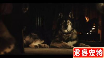 「多哥」:這只“二哈”救人的艱辛,洗刷了它“憨傻蠢萌”的恥辱