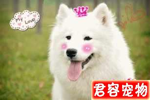 狗狗越胖越可愛?得糖尿病可就麻煩了