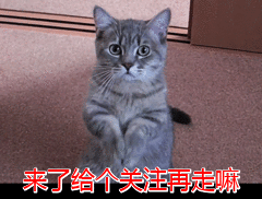 狗狗最愛的幾種食物,挑食狗都能“吃精光”