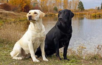 拉布拉多犬多少錢