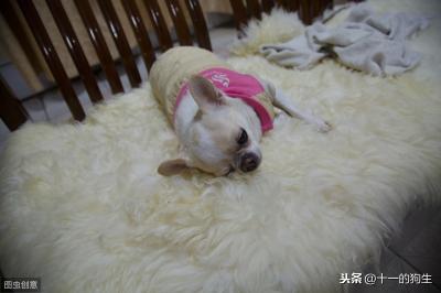 辟謠:犬瘟和細小是一回事?不,它和細小是兩碼事,癥狀也不一樣