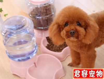 新手須知:泰迪幼犬狗糧喂多少?