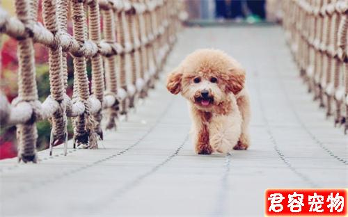 泰迪大便很臭又有點稀，非常臭，是不是哪里不好？