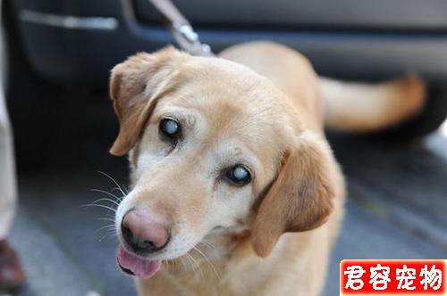 狗狗越胖越可愛?得糖尿病可就麻煩了