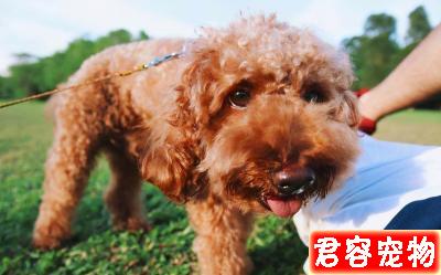 泰迪犬顏色這么多，哪一種顏色最貴？