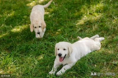 辟謠:犬瘟和細小是一回事?不,它和細小是兩碼事,癥狀也不一樣