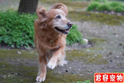 狗狗越胖越可愛?得糖尿病可就麻煩了