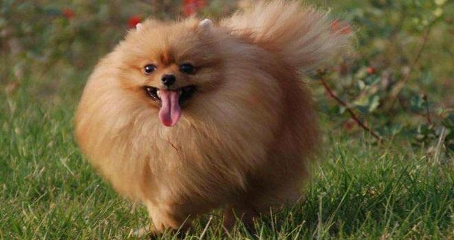 第一次養博美犬，留意這6點能夠 讓它健康快樂成長