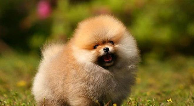 第一次養博美犬，留意這6點能夠 讓它健康快樂成長