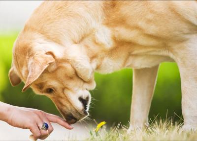 拉布拉多犬“正常體重”是多少?太瘦或太肥,分別該怎么辦?
