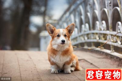 柯基怎么養,作為主人,你了解嗎?看一下該注意的地方,健康養狗