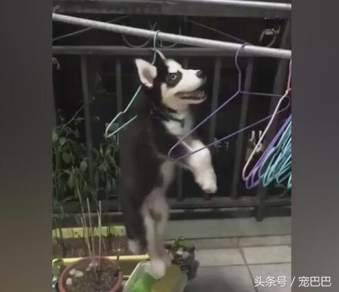 哈士奇做錯事情，被主人用衣架吊起，那眼神好犀利！