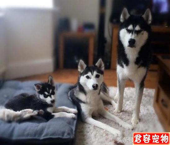 網紅不爽臉哈士奇竟有老婆！老婆的高顏值根本癩蛤蟆吃到天鵝肉