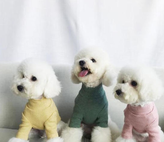 喂養泰迪犬和比熊犬哪家好？比照這五個層面，你能選誰？