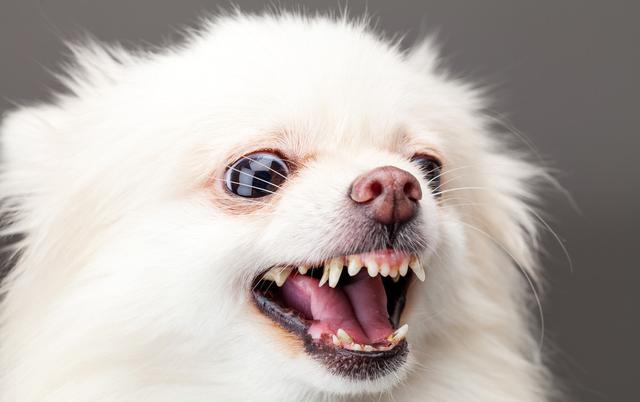 博美犬的7大缺點,網友:就是想養也不敢養啊