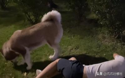 主人暈倒在地,狗狗會有啥反應?養只二哈果然是家門不幸