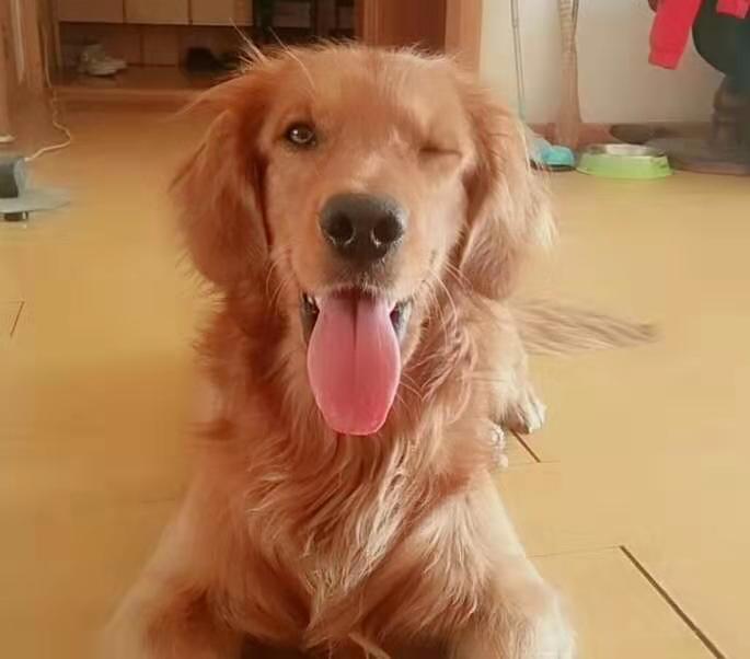 狗狗常見病所能用到的藥物值得收藏