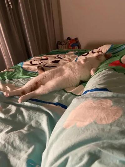 哈哈我笑到隔壁院子的哈士奇要和我拜把子
