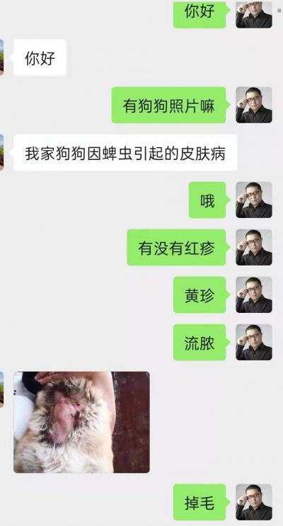 典型的狗狗真菌感染膿皮癥案例