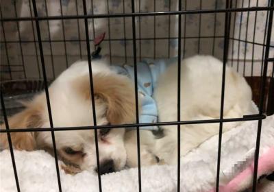 辟謠,米飯能代替狗糧成犬類主食?不能,狗狗消化淀粉存在缺陷