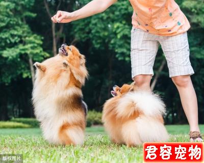 如果你養了博美犬，最好還是看看這篇文章，或許你會收獲很多