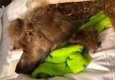 辟謠,米飯能代替狗糧成犬類主食?不能,狗狗消化淀粉存在缺陷