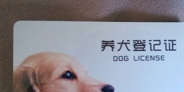給狗狗辦狗證需要準備什么,有什么步驟?了解這些讓主人少走彎路