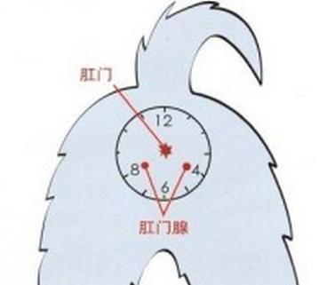 狗狗有這幾種表現,說明要給它擠“肛門腺”了