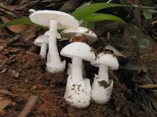 狗狗也中毒!?吃菌需謹慎,這份指南請速速查收→