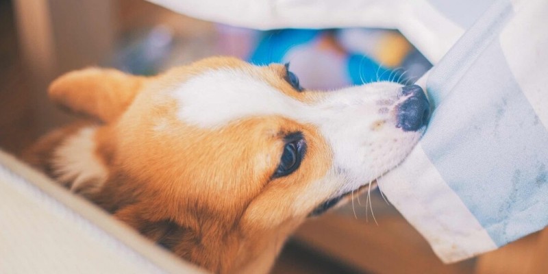 飼養柯基犬，要應對的“6大難點”，看了你要敢養嗎？