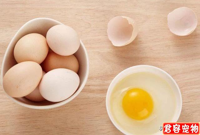 狗狗為什么只能吃蛋黃不能吃蛋白?