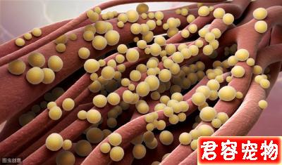 教你分辨狗狗常見皮膚病，以及治療方法，對癥下藥，不傳染