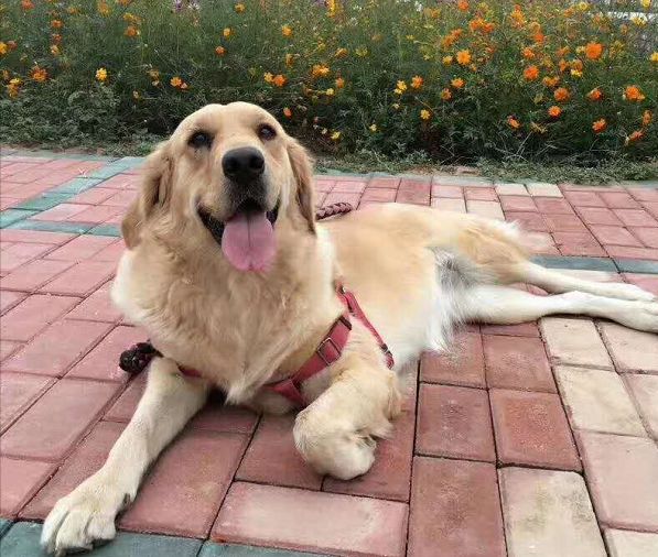 被主人家丟在馬路上等死小金毛，托著殘廢的兩腿找人辦事帶它回家了...