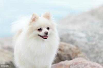 博美犬去淚痕的6個妙招,趕跑淚痕,簡單又實用