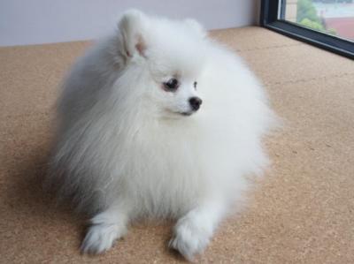 了解“純種”博美犬的特征,對你選購博美犬,是有很大幫助的