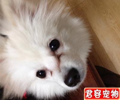 博美犬淚痕怎么去掉?教你5個簡單有效的辦法