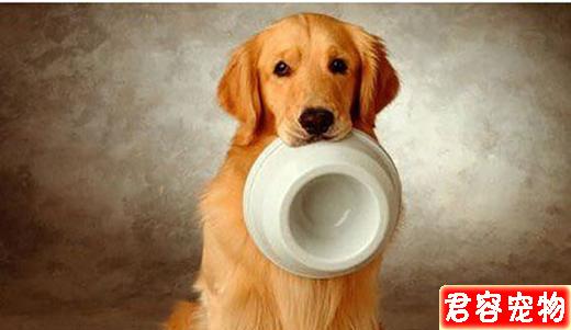 性格最好的五種中大型犬，有你心中所想嗎？