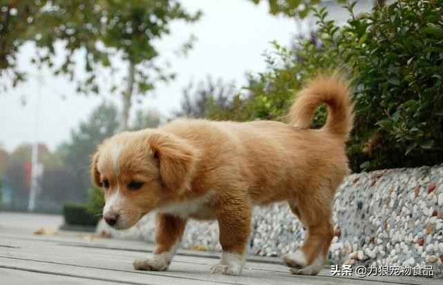 狗狗出門總是亂吃東西怎么辦?小編給你支幾招