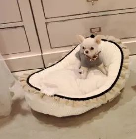 讓狗狗從此遠離皮膚病