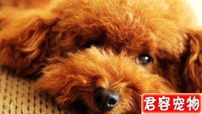 泰迪拉稀怎么辦？