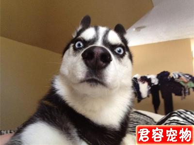 哈士奇搶玩具車沒想到被卡住了牙縫,不吃不喝一天后才獲主人解救