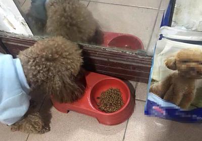 辟謠,米飯能代替狗糧成犬類主食?不能,狗狗消化淀粉存在缺陷