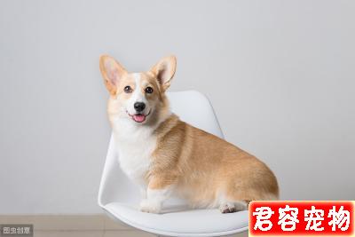 柯基怎么養,作為主人,你了解嗎?看一下該注意的地方,健康養狗