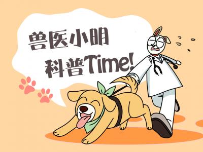 泰迪懷孕66天依舊沒動靜，女子很擔心，送去醫院檢查后卻愁壞了
