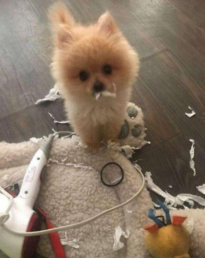博美犬的7大缺點,網友:就是想養也不敢養啊