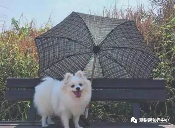 小博美去郊游累到眼睛瞇成縫，當媽媽拿出炸雞后……笑死！