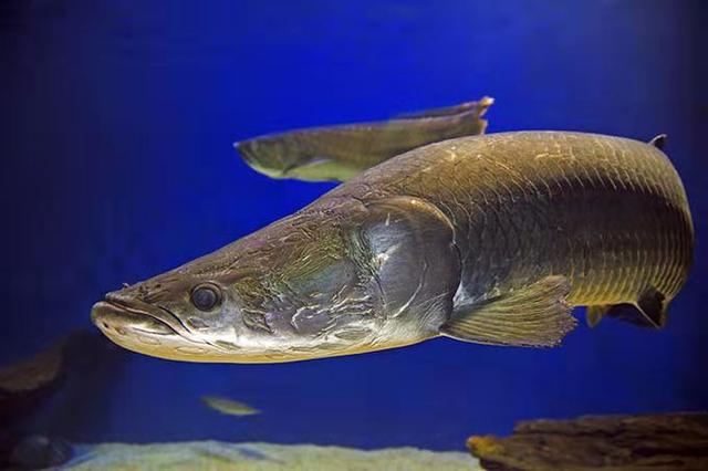 誰說我國沒有猛魚?壽命200歲、體重近百斤,食人魚根本不是對手